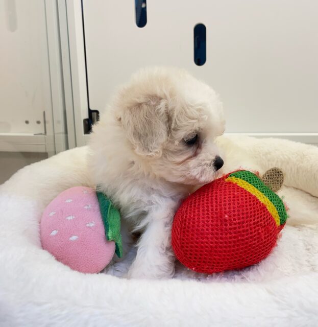 ︎︎☁ふわふわGIRL🤍ビションフリーゼ(ホワイト)🤍女の子💖2025年9月7日生まれ ビションフリーゼ