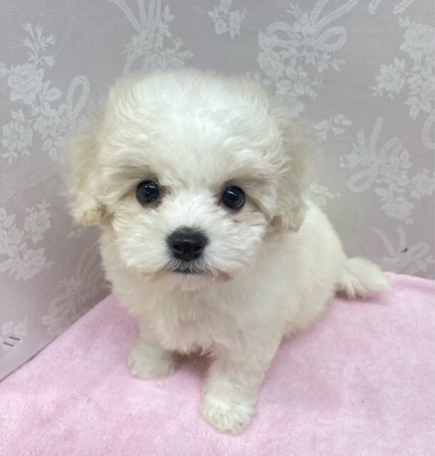 ︎︎☁ふわふわGIRL🤍ビションフリーゼ(ホワイト)🤍女の子💖2025年9月7日生まれ ビションフリーゼ