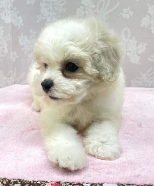 ︎︎☁ふわふわGIRL🤍ビションフリーゼ(ホワイト)🤍女の子💖2025年9月7日生まれ ビションフリーゼ