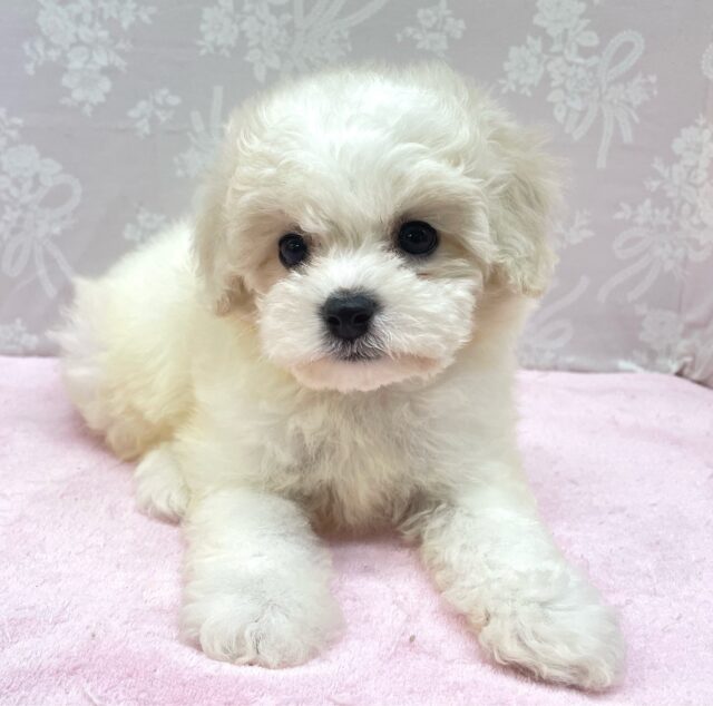 ︎︎☁ふわふわGIRL🤍ビションフリーゼ(ホワイト)🤍女の子💖2025年9月7日生まれ ビションフリーゼ