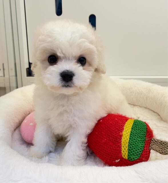 ︎︎☁ふわふわGIRL🤍ビションフリーゼ(ホワイト)🤍女の子💖2025年9月7日生まれ ビションフリーゼ