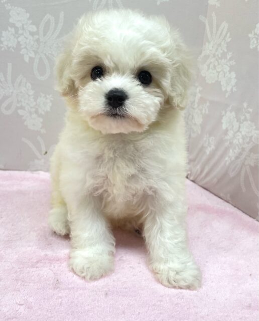 ︎︎☁ふわふわGIRL🤍ビションフリーゼ(ホワイト)🤍女の子💖2025年9月7日生まれ ビションフリーゼ