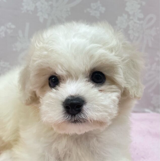 ︎︎☁ふわふわGIRL🤍ビションフリーゼ(ホワイト)🤍女の子💖2025年9月7日生まれ ビションフリーゼ