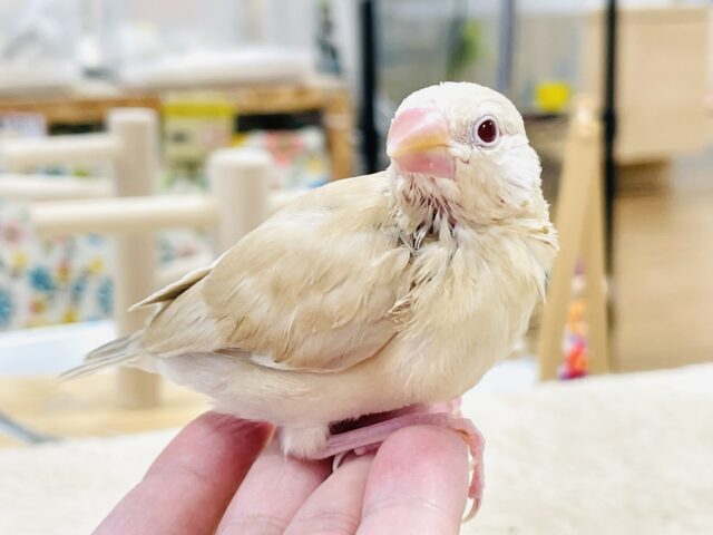 【最新画像】ぽかぽか ふわふわ☁️ミルクティー🫖シナモン文鳥(ヒナ) シナモン文鳥