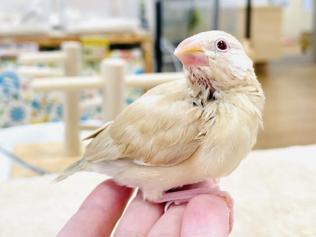 【最新画像】ぽかぽか ふわふわ☁️ミルクティー🫖シナモン文鳥(ヒナ) シナモン文鳥