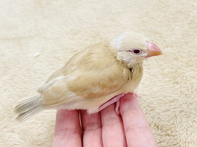 【最新画像】ぽかぽか ふわふわ☁️ミルクティー🫖シナモン文鳥(ヒナ) シナモン文鳥