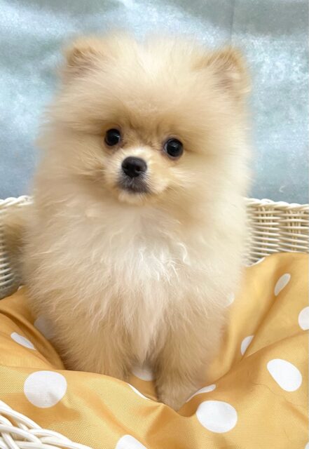 ふわもこポッたん🫧ポメラニアン(クリーム)🍨男の子💙2025年8月13日生まれ ポメラニアン