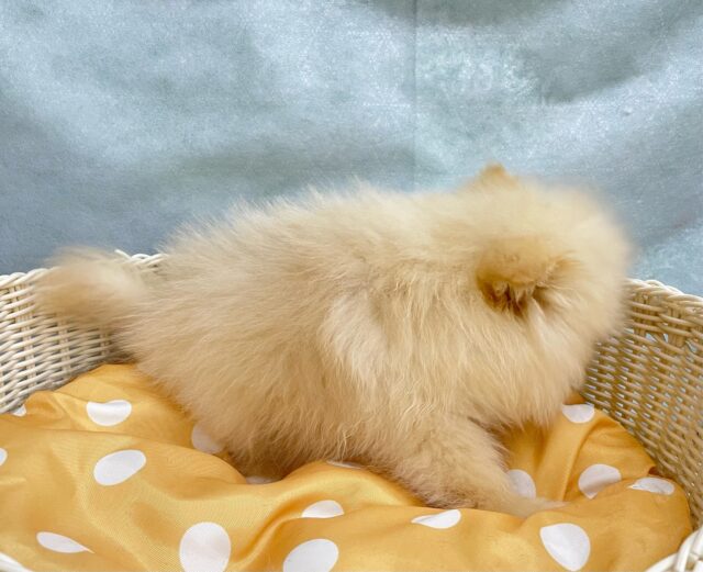 ふわもこポッたん🫧ポメラニアン(クリーム)🍨男の子💙2025年8月13日生まれ ポメラニアン