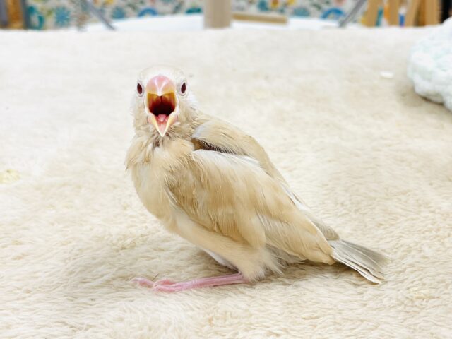 【最新画像】ぽかぽか ふわふわ☁️ミルクティー🫖シナモン文鳥(ヒナ) シナモン文鳥