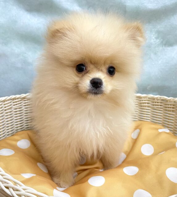 ふわもこポッたん🫧ポメラニアン(クリーム)🍨男の子💙2025年8月13日生まれ ポメラニアン