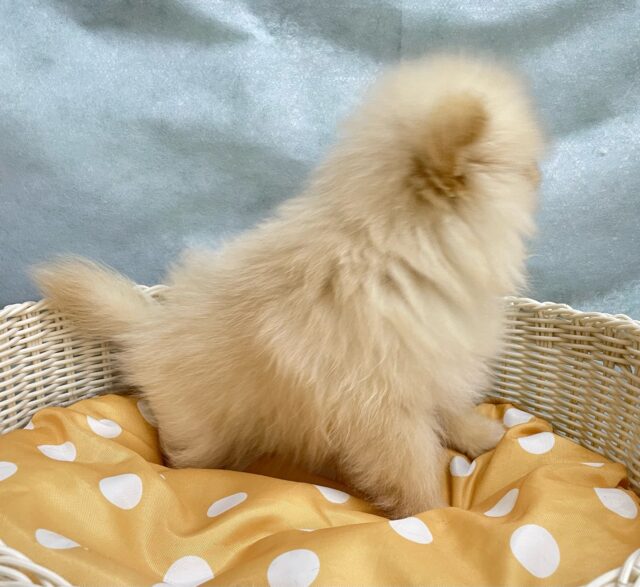 ふわもこポッたん🫧ポメラニアン(クリーム)🍨男の子💙2025年8月13日生まれ ポメラニアン