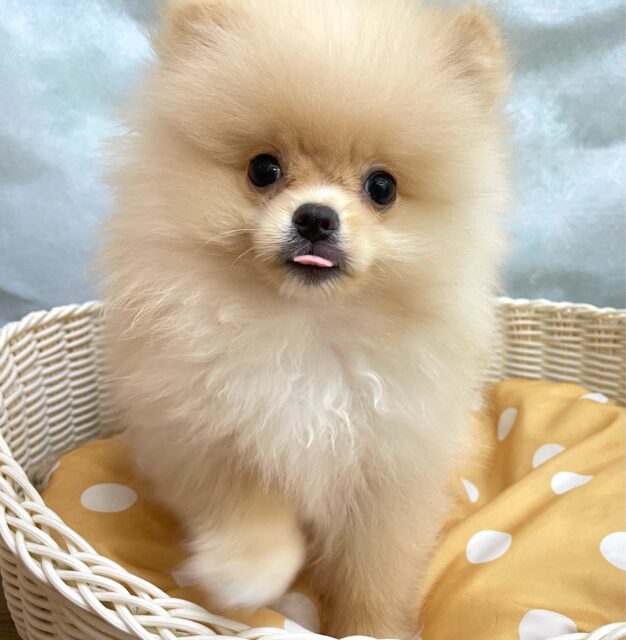 ふわもこポッたん🫧ポメラニアン(クリーム)🍨男の子💙2025年8月13日生まれ ポメラニアン