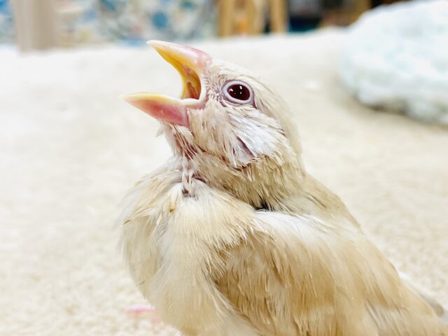 【最新画像】ぽかぽか ふわふわ☁️ミルクティー🫖シナモン文鳥(ヒナ) シナモン文鳥