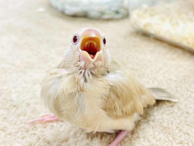 【最新画像】ぽかぽか ふわふわ☁️ミルクティー🫖シナモン文鳥(ヒナ) シナモン文鳥