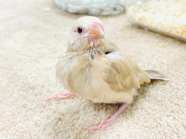 【最新画像】ぽかぽか ふわふわ☁️ミルクティー🫖シナモン文鳥(ヒナ) シナモン文鳥