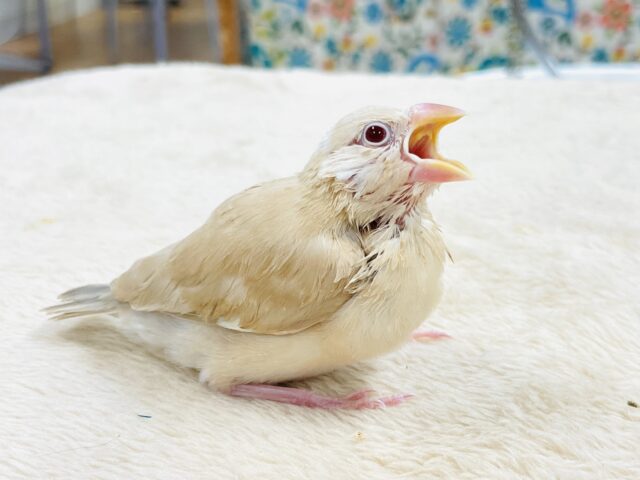 【最新画像】ぽかぽか ふわふわ☁️ミルクティー🫖シナモン文鳥(ヒナ) シナモン文鳥