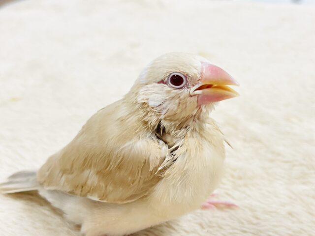 【最新画像】ぽかぽか ふわふわ☁️ミルクティー🫖シナモン文鳥(ヒナ) シナモン文鳥