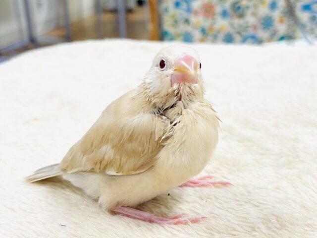 【最新画像】ぽかぽか ふわふわ☁️ミルクティー🫖シナモン文鳥(ヒナ) シナモン文鳥
