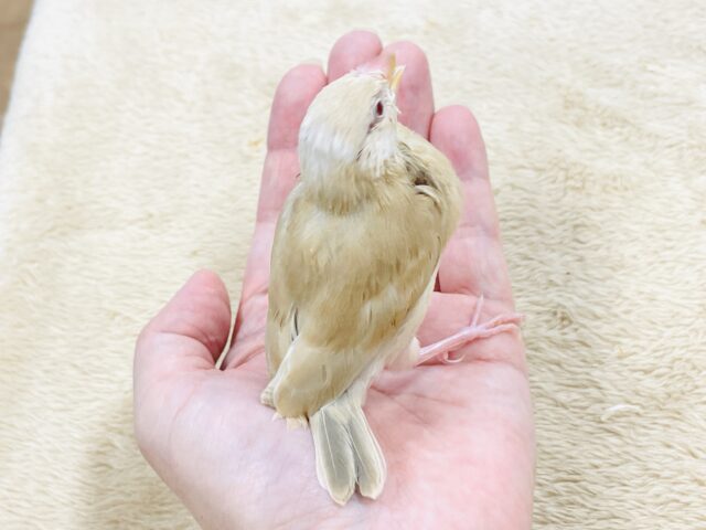 【最新画像】ぽかぽか ふわふわ☁️ミルクティー🫖シナモン文鳥(ヒナ) シナモン文鳥