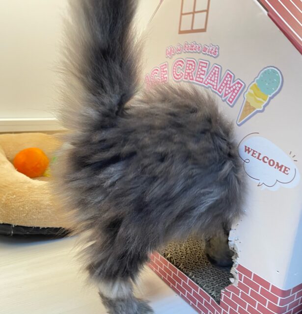 可愛すぎ💖スコティッシュ・フォールド(ブラウンタビー)🤎男の子💙2025年8月23日生まれ スコティッシュフォールド