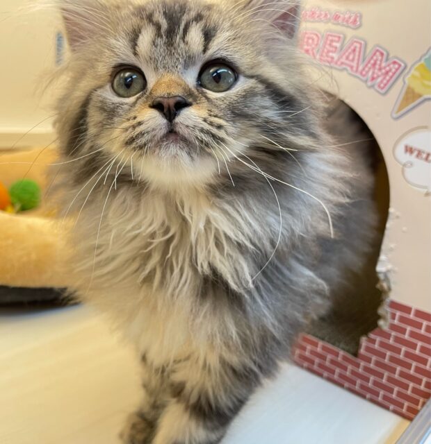 可愛すぎ💖スコティッシュ・フォールド(ブラウンタビー)🤎男の子💙2025年8月23日生まれ スコティッシュフォールド