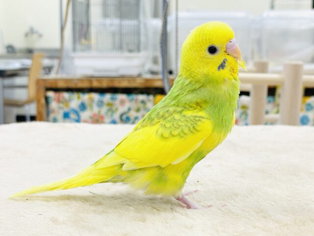 セキセイインコ