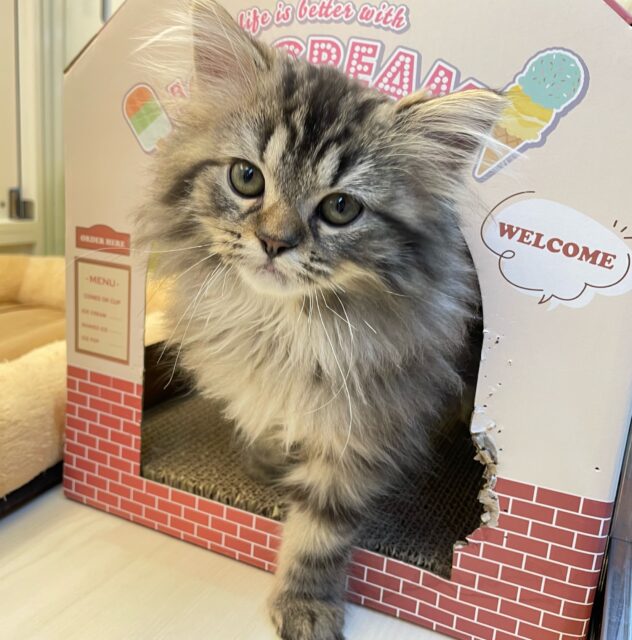 可愛すぎ💖スコティッシュ・フォールド(ブラウンタビー)🤎男の子💙2025年8月23日生まれ スコティッシュフォールド