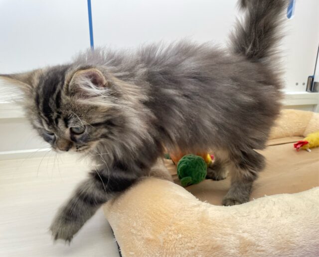 可愛すぎ💖スコティッシュ・フォールド(ブラウンタビー)🤎男の子💙2025年8月23日生まれ スコティッシュフォールド