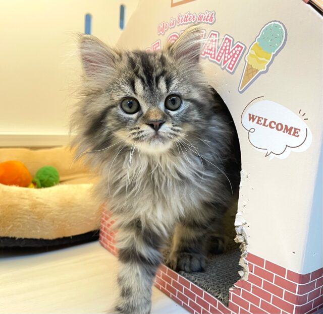 可愛すぎ💖スコティッシュ・フォールド(ブラウンタビー)🤎男の子💙2025年8月23日生まれ スコティッシュフォールド