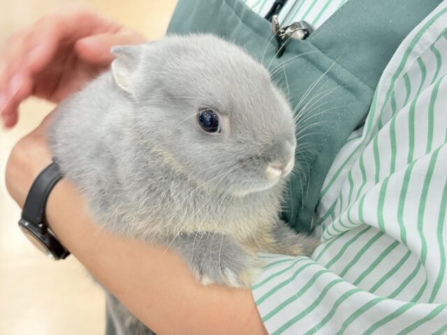 ネザーランドドワーフ