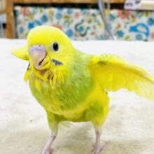 【最新画像】引き込まれるぱっちりな眼力‼️セキセイインコ(スパングルパイド)ヒナ