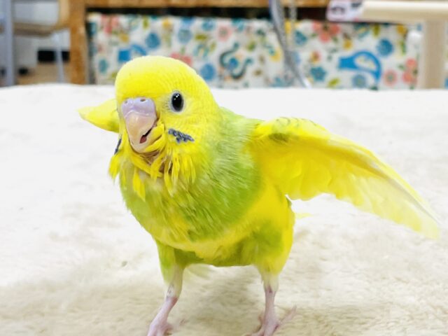 【最新画像】引き込まれるぱっちりな眼力‼️セキセイインコ(スパングルパイド)ヒナ