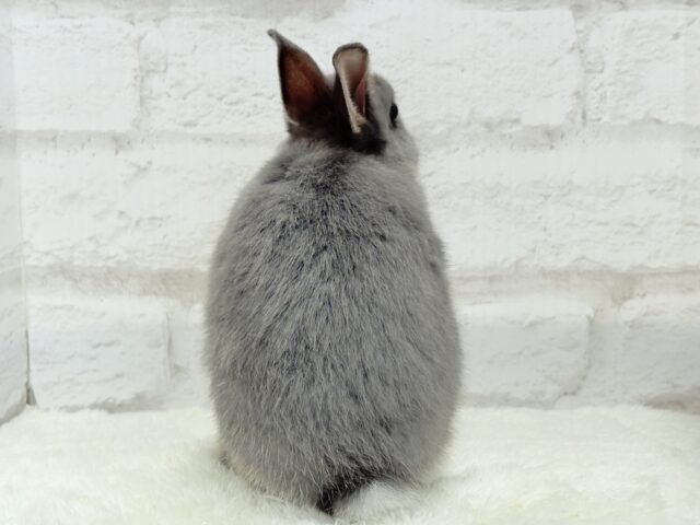 ネザーランドドワーフ