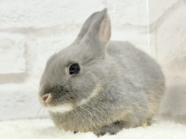 ネザーランドドワーフ