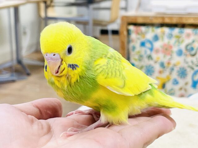 セキセイインコ