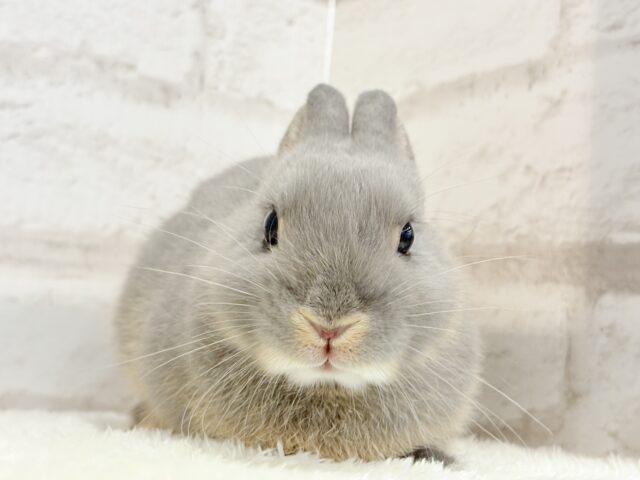 ネザーランドドワーフ