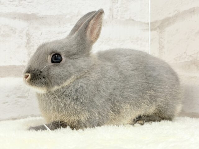 ネザーランドドワーフ