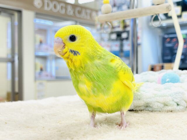 セキセイインコ