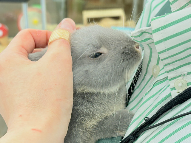 【最新画像 ・動画更新🪄】なでなで大好き♡ネザーランドドワーフ(ブルーオター)男の子