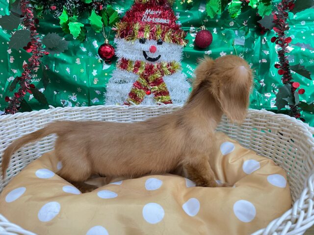 愛嬌たっぷり(* ˊ꒳ˋ*)ミニチュアダックス(レッド)❤️🔥女の子🩷2025年8月22日生まれ ミニチュアダックス