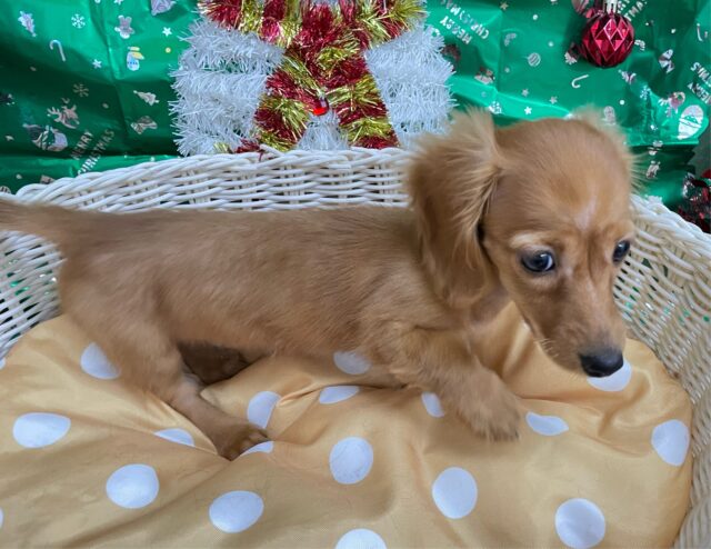 愛嬌たっぷり(* ˊ꒳ˋ*)ミニチュアダックス(レッド)❤️🔥女の子🩷2025年8月22日生まれ ミニチュアダックス