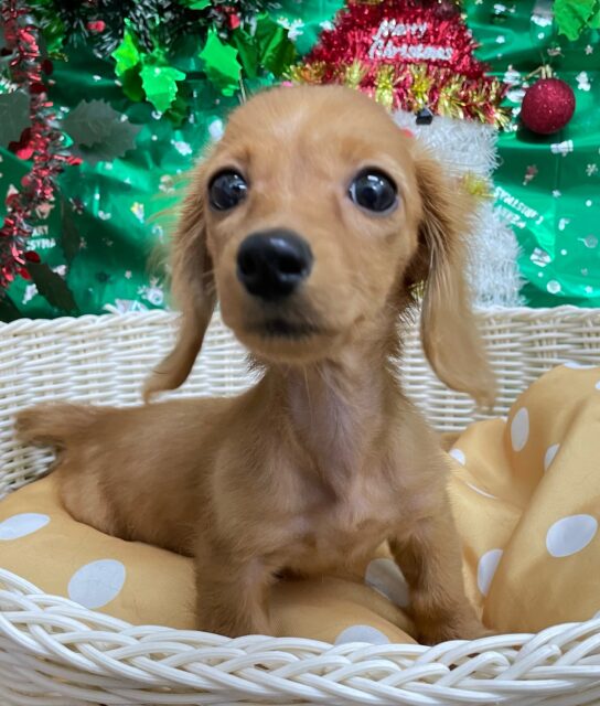 愛嬌たっぷり(* ˊ꒳ˋ*)ミニチュアダックス(レッド)❤️🔥女の子🩷2025年8月22日生まれ ミニチュアダックス