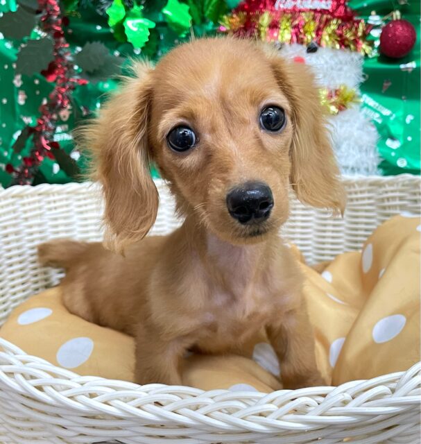 愛嬌たっぷり(* ˊ꒳ˋ*)ミニチュアダックス(レッド)❤️🔥女の子🩷2025年8月22日生まれ ミニチュアダックス