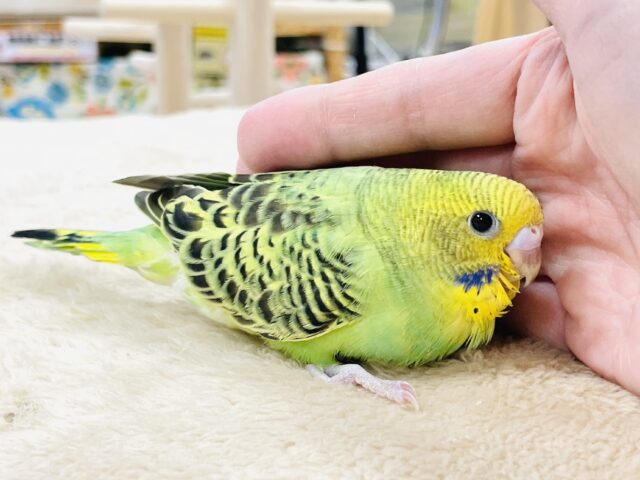 【最新画像】鱗模様が美しい✨セキセイインコ(オパーリン) セキセイインコ
