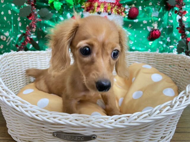 愛嬌たっぷり(* ˊ꒳ˋ*)ミニチュアダックス(レッド)❤️🔥女の子🩷2025年8月22日生まれ ミニチュアダックス