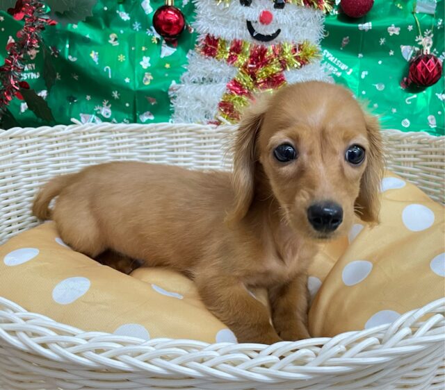 愛嬌たっぷり(* ˊ꒳ˋ*)ミニチュアダックス(レッド)❤️🔥女の子🩷2025年8月22日生まれ ミニチュアダックス