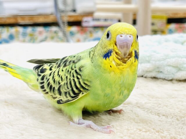 【最新画像】鱗模様が美しい✨セキセイインコ(オパーリン) セキセイインコ