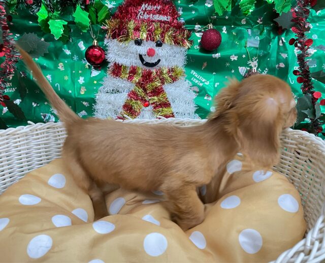 愛嬌たっぷり(* ˊ꒳ˋ*)ミニチュアダックス(レッド)❤️🔥女の子🩷2025年8月22日生まれ ミニチュアダックス