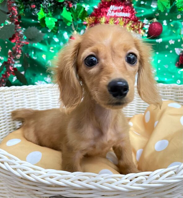 愛嬌たっぷり(* ˊ꒳ˋ*)ミニチュアダックス(レッド)❤️🔥女の子🩷2025年8月22日生まれ ミニチュアダックス