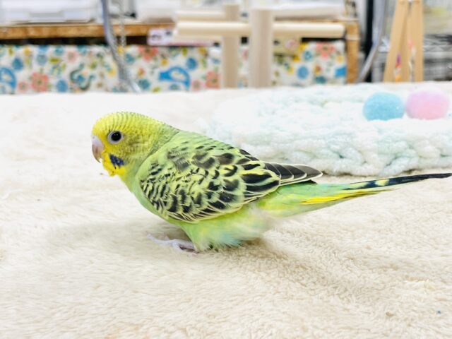 【最新画像】鱗模様が美しい✨セキセイインコ(オパーリン) セキセイインコ